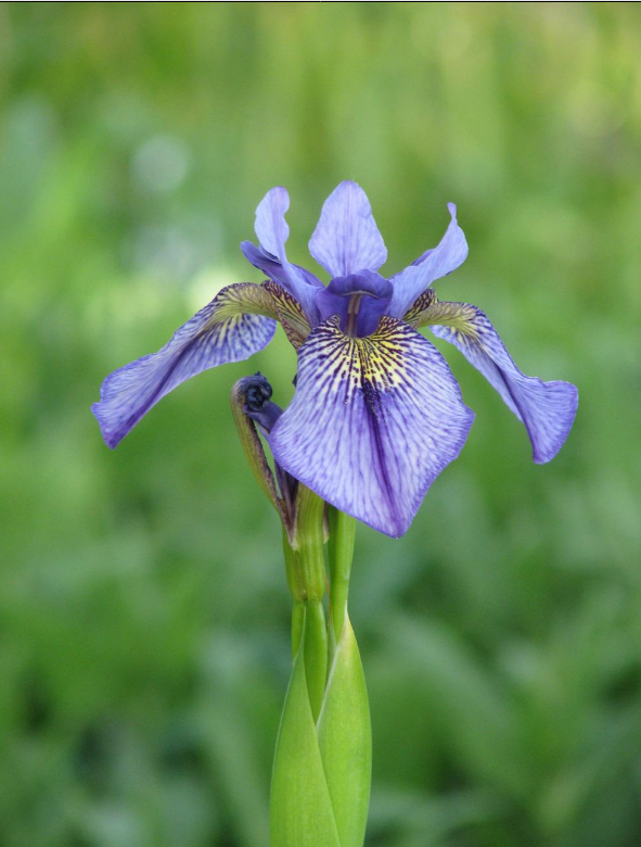 Fleur I. delavayi