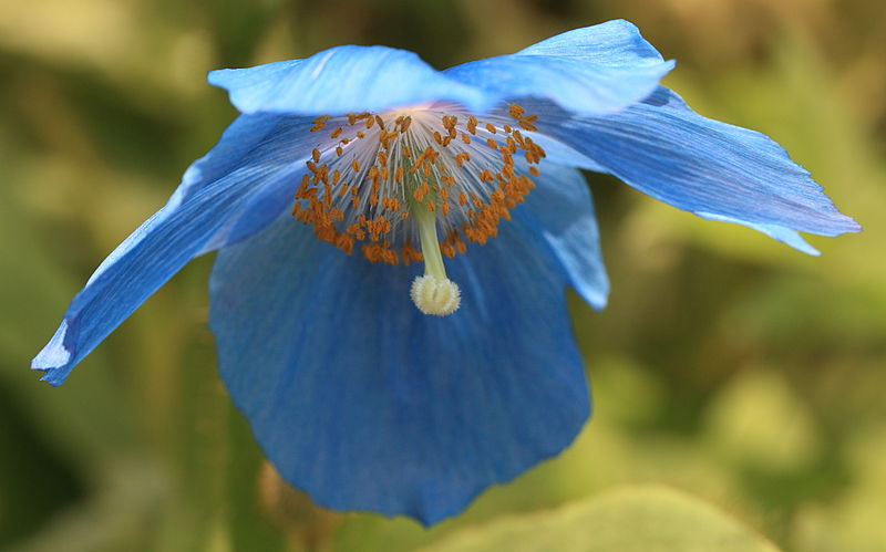 himalayan blue poppy