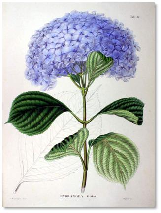 HydrangeaOtaksa