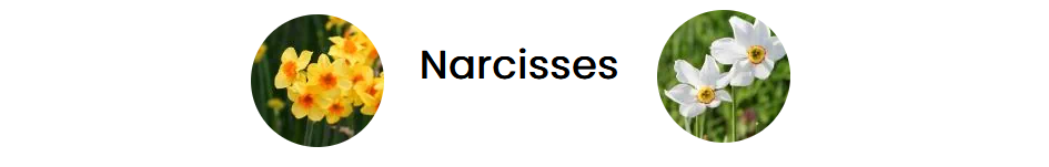 03 Bandeau narcisses (2)