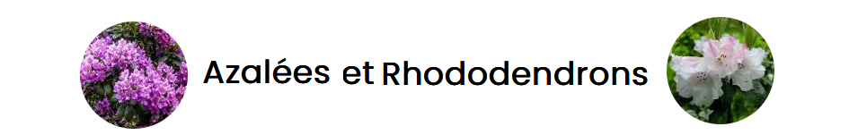 04 Bandeau Azalées Rhododendrons
