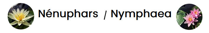 11 Bandeau Nympheas copie