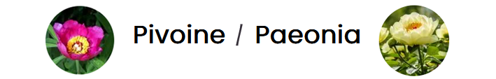 12 Bandeau pivoines