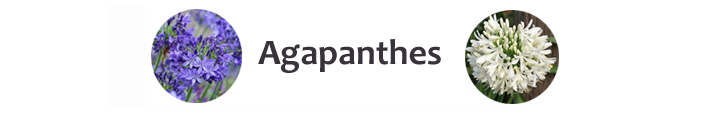 13 Bandeau Agapanthes