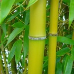 phyllostachys-nigra-henonis-525