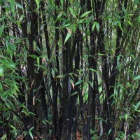 phyllostachys-nigra-04