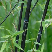 phyllostachys_nigra_punctata_