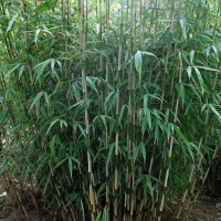 pseudosasa-japonica-bambou-metake