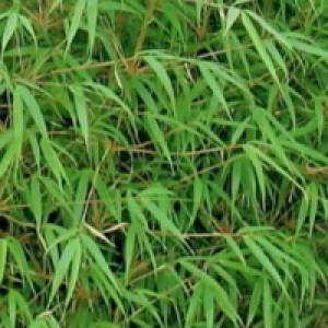 Phyllostachys aurea