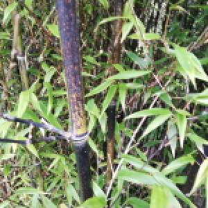 Phyllostachys nigra 'Fulva'