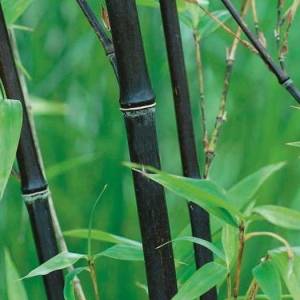 Phyllostachys nigra 'nigra'