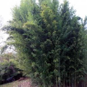Phyllostachys nidularia